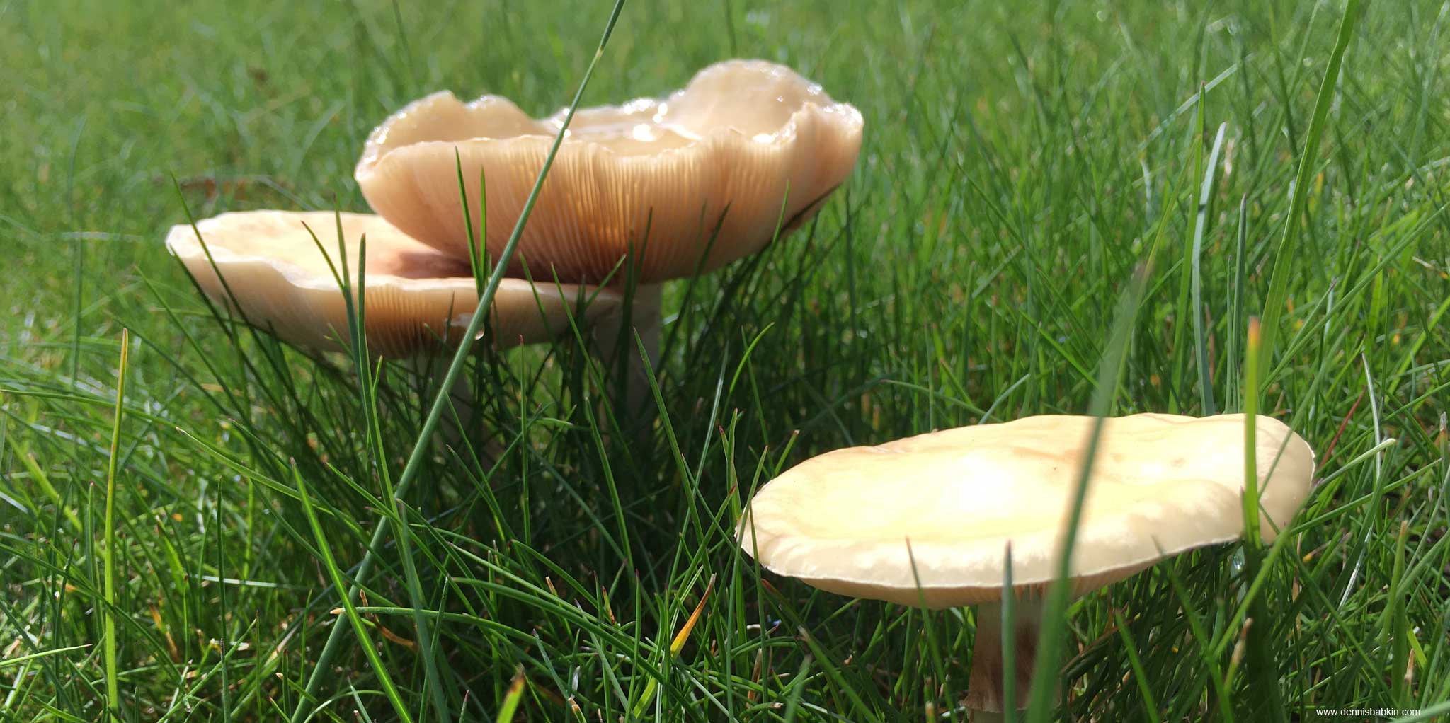 Reverse Engineering - SHStrDup* Function - Reverse engineering the SHStrDupW function with WinDbgX to prevent a potential memory leak.